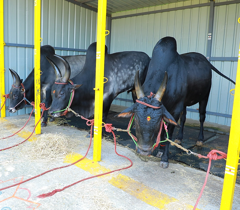 Cows & Kangayam Kalai in Yercaud Skypark