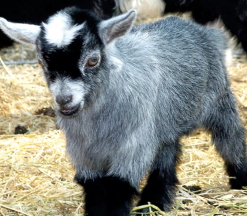 MEET & GREET DWARF GOATS in Yercaud skypark