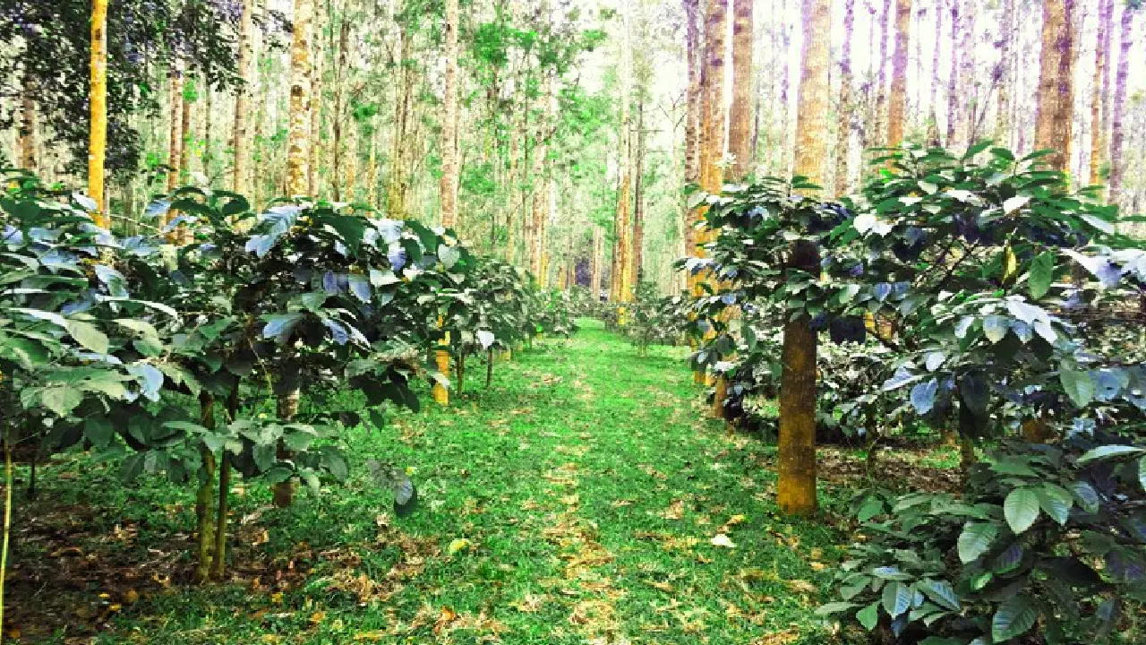 Yercaud lake and coffee plantation country