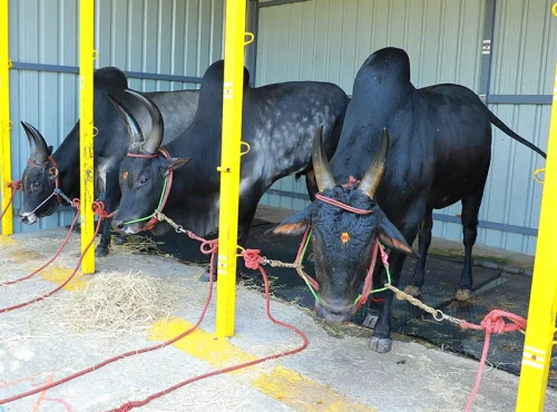 Cows & Kangayam Kalai