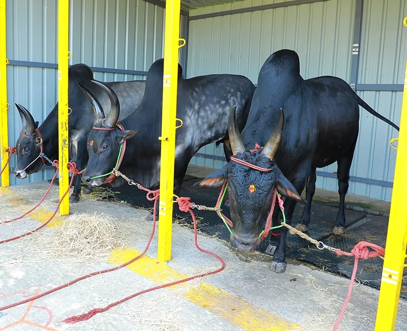 Cows & Kangayam Kalai