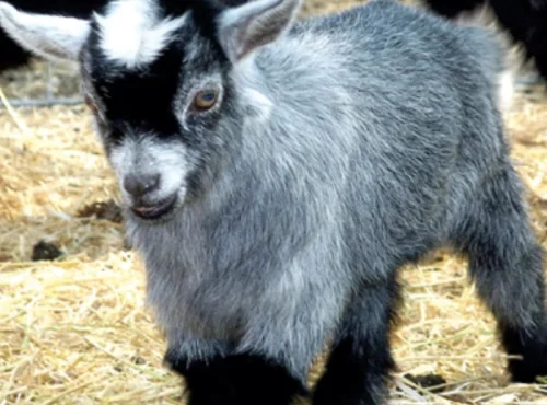 MEET & GREET DWARF GOATS
