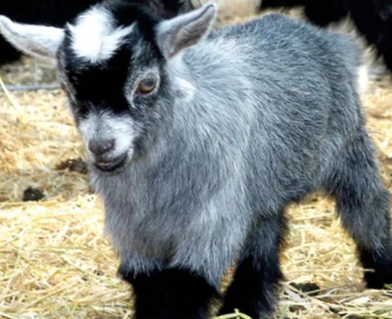 MEET & GREET DWARF GOATS