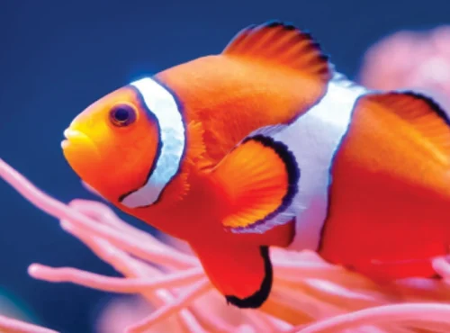 Marine World